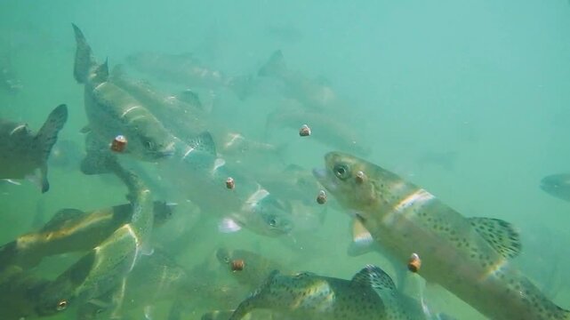 Regenbogenforellen schwimmen unterwasser in einer Fischzucht w&auml;hrend der F&uuml;tterung