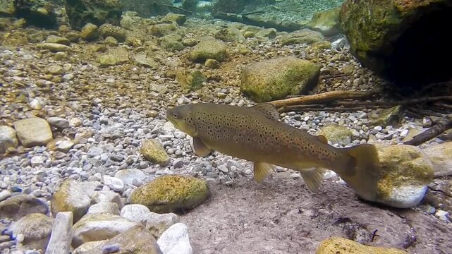 Mehrere Bachforellen schwimmen im glasklaren Wasser der Isar am Laichplatz in Vorbereitung zur Eiablage