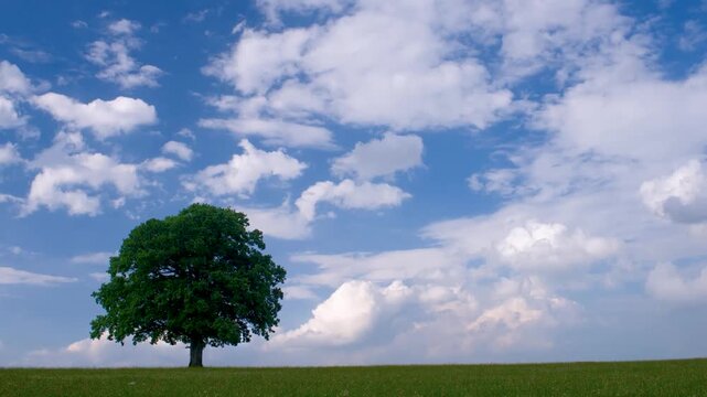 Zeitraffer von ziehenden Wolken hinter einem Einzelbaum im Fr&uuml;hling