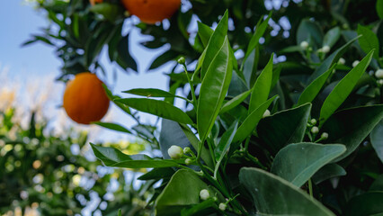 White orange blossoms and ripe fruit on a citrus tree branch