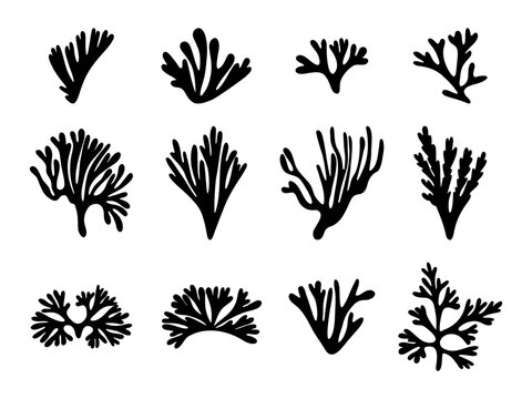 Minimal black seaweed silhouette set with organic coral shapes. Marine botanical icons inspired by underwater plants arranged. Ocean themed illustration for design, pattern, logo