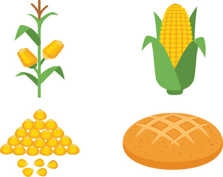 Corn Maize Vector Icon Set with Corn Plant, Cob, Kernels and Cornbread Illustration for Agriculture, Organic Food Design, Farm Produce and Cooking Graphics