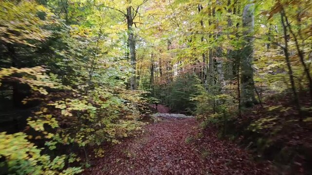 Feuillage d'automne