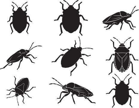 Stink Bug Insect with Shield-Shaped Body and Defensive Pose