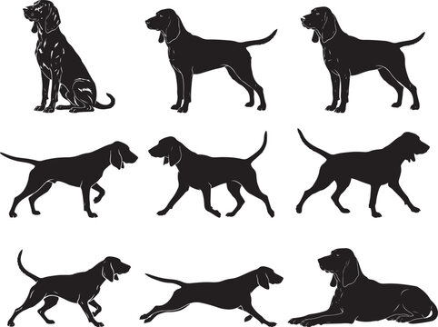 Treeing Walker Coonhound Standing Alert with Hunting Dog Stance