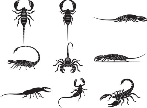 Vinegaroon Whip Scorpion with Long Tail Defensive Pose