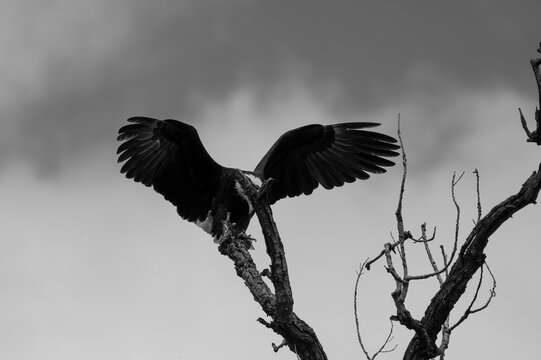 Black and white photo of a majestic Bald Eagle with its powerful wings spread and sharp talons extended as it prepares to land on a branch high overhead in the top of a tree.