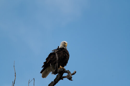 A majestic and powerful Bald Eagle looking over its domain from a perch high in the top of a tree near White Rock Lake in Dallas, Texas on a winter afternoon.