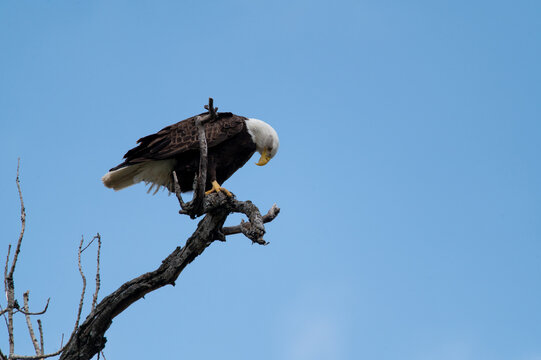A majestic and powerful Bald Eagle looking over its domain from a perch high in the top of a tree near White Rock Lake in Dallas, Texas on a winter afternoon.