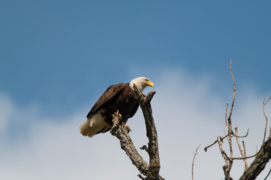 A majestic and powerful Bald Eagle looking over its domain from a perch high in the top of a tree near White Rock Lake in Dallas, Texas on a winter afternoon.