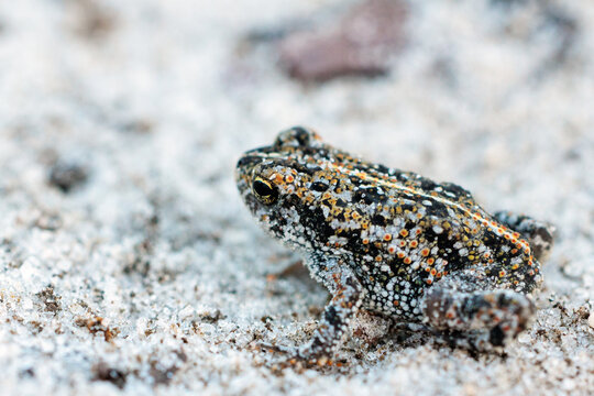 An oak toad (Anaxyrus quercicus) on the sand in Corkscrew Regional Ecosystem Watershed, south Florida