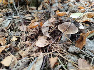 Brown cap boletus mushroom hidden among dry autumn leaves. Wild edible fungus growing on the forest floor