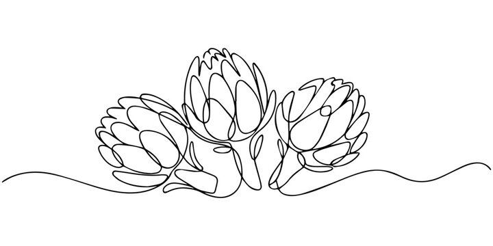 Set of 3 continuous one line drawing protea flowers vector