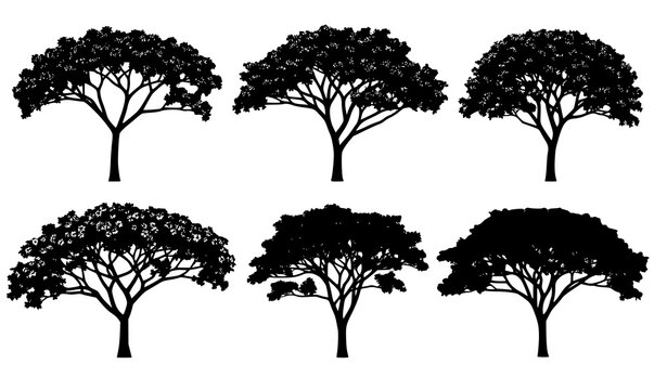 Guayacan Lapacho Lignum Vitae Tree Silhouette Vector Set Tropical Flowering Tree Collection