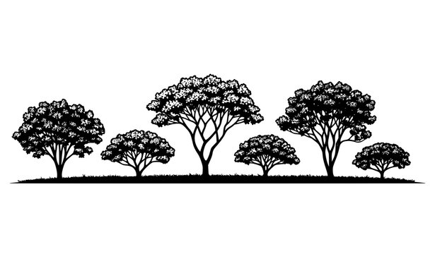 Tropical Flowering Tree Silhouette Landscape Guayacan Lapacho Vector Illustration