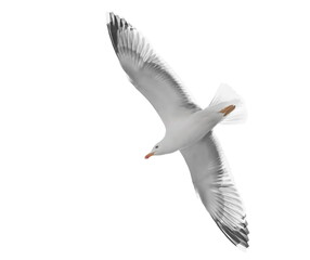 Fototapeta premium Yellow-legged gull in flight, Larus michahellis, isolated on white, clipping path