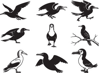 Fototapeta premium Tropical Seabird Booby Bird Silhouette