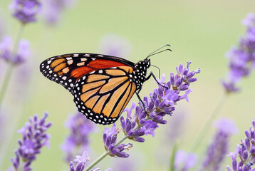 Obraz premium Majestic monarch butterfly with intricate wing patterns resting gently on a purple lavender flower