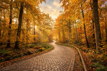 Obraz premium Winding cobblestone path going through a vibrant autumn forest illuminated by warm sunlight