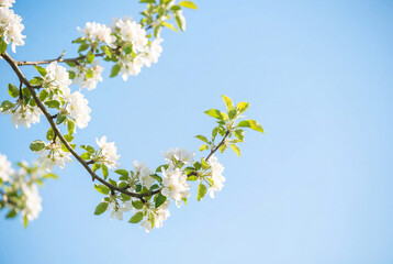 Obraz premium Blooming apple tree branch with white flowers and green leaves against a clear blue sky