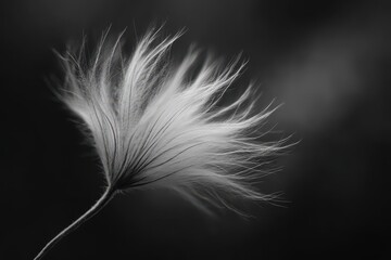 A monochrome close-up of a seed head shows delicate strands against a dark background, with intricate details highlighted to show elegance and natural beauty.
