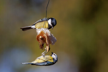 Close-up of an adult male great tit (Parus major) and an adult Eurasian blue tit (Cyanistes caeruleus) clinging to a piece of pork fat against an olive background on a sunny spring day. © Mariia