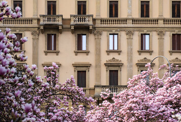 Blooming pink magnolia trees in front of historic European building in spring © Nadia