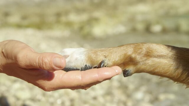 CLOSE UP, SLOW MOTION: Brown dog puts its wet paw into human hand while water droplets drips from both. Owner and furry pet practice tricks on a sunny beach during summer vacation by the Adriatic Sea.