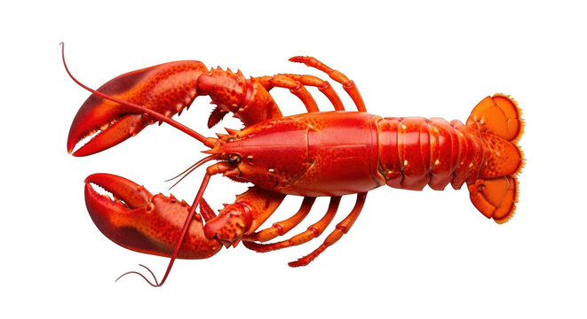 Vibrant red lobster isolated on transparent background with claws open wide