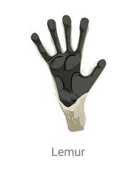 Cartoon vector illustration of a lemur hand paw with long fingers and dark pads isolated on a white background for educational or zoology design. © Marina