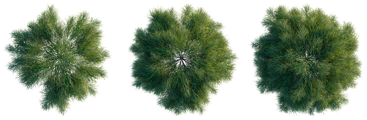 Fototapeta premium Acacia cognata limelight tree plan, top view, cutout, transparent background, isolate, Top view of lush green trees with dense foliage