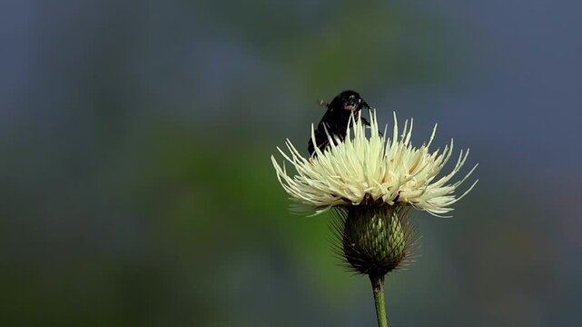 Macro slow motion megachilidae leaf cutter bee collecting pollen on tricholepis elongata flower monsoon ecosystem india wildlife footage