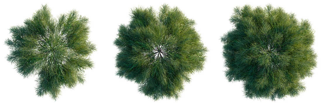 Acacia cognata limelight tree plan, top view, cutout, transparent background, isolate, Top view of lush green trees with dense foliage