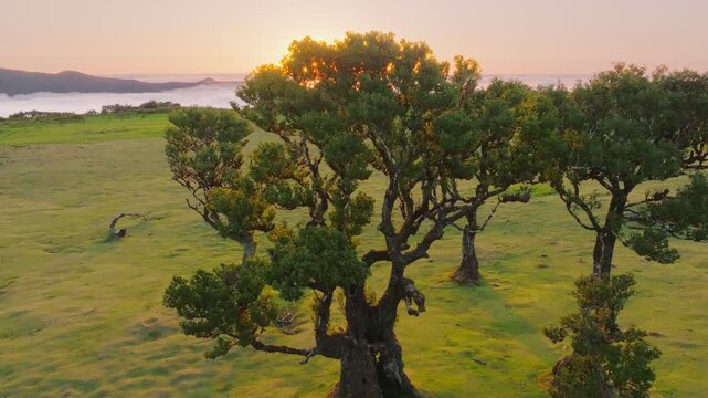 Aerial drone shot of idyllic scenic Fanal Laurisilva forest with centuries-old til trees with road above clouds. Madeira island, Portugal. Push in dolly move