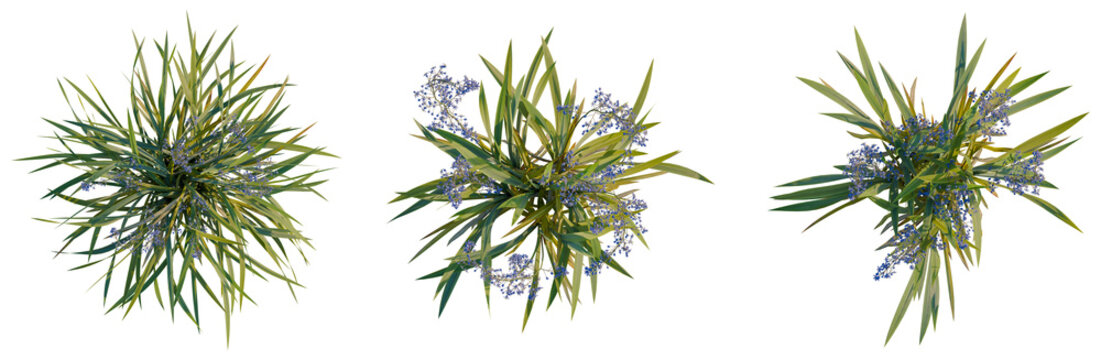 Dianella caerulea tree plan, top view, cutout, transparent background, isolate, Vibrant green plants with delicate purple flowers blooming