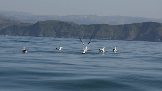 Flock of gannets diving over the calm ocean surface during the Sardine Run off South Africa&rsquo;s Wild Coast. Dozens of birds snatch silver sardines from the water in coordinated aerial hunting.