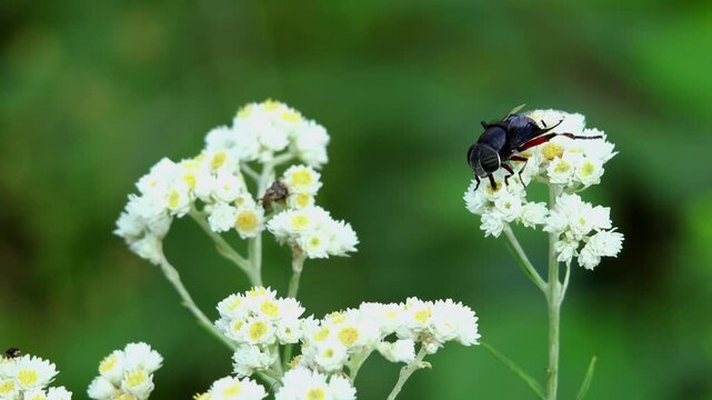 Macro wildlife footage showing a Phytomia crassa hoverfly feeding on nectar while pollinating delicate Anaphalis wildflowers in a natural Himalayan habitat.