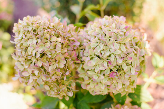 Pink and Green Hydrangea Pixio Flowers in Garden