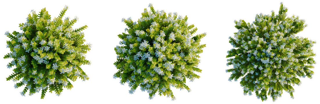 Hebe odora tree plan, top view, cutout, transparent background, isolate, Lush green plants with white flowers for garden decoration