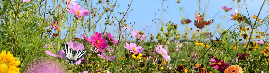 Schmetterling 1330 © K.-U. Häßler