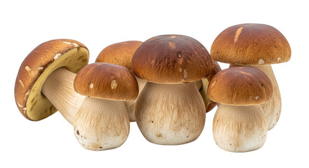 A group of brown mushrooms with white stems isolated on transparent background