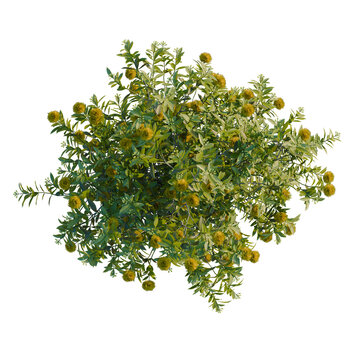 Xanthostemon chrysanthus tree plan, top view, cutout, transparent background, isolate, Lush green bush with vibrant yellow flowers