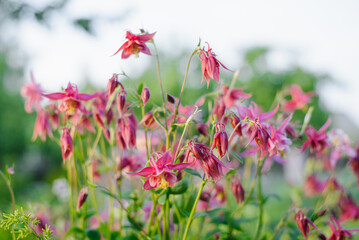 Many Pink Aquilegia Blossoms on Sunny Day
