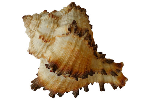  Murex seashell with brown ridges isolated on white.