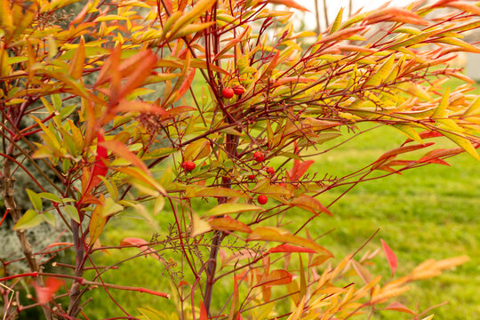 Rowan berries remaining after winter