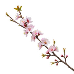 Fototapeta premium Cherry blossom branch with flowers isolated on transparent background