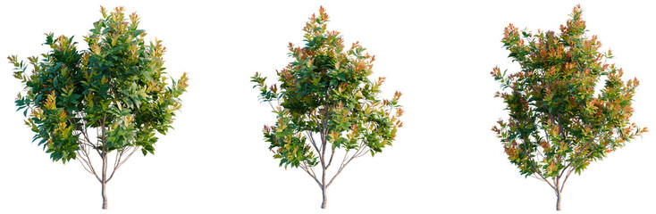Naklejka premium Acmena smithii Allyn Magic tree, elevation, front view, cutout, transparent background, isolate, Vibrant Red Maple Tree Branch with Autumn Leaves on a Sunny Day