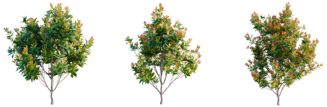 Acmena smithii Allyn Magic tree, elevation, front view, cutout, transparent background, isolate, Vibrant Red Maple Tree Branch with Autumn Leaves on a Sunny Day
