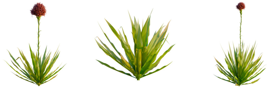 Doryanthes excelsa tree, elevation, front view, cutout, transparent background, isolate, Vibrant Green Grass Blades, Detailed Texture, Nature Photography, Selective Focus, Lush Greenery