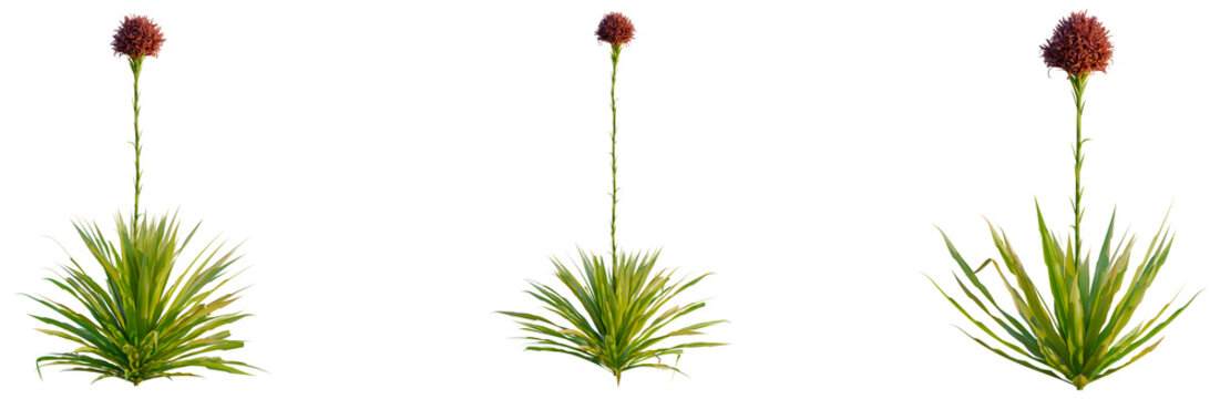 Doryanthes excelsa tree, elevation, front view, cutout, transparent background, isolate, Vibrant Green Grass Texture Background - High Resolution - Nature Close Up